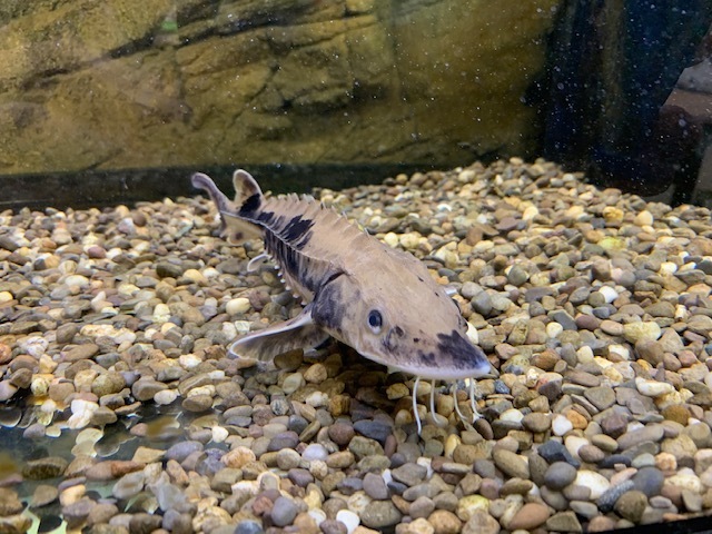 Hunter the sturgeon
