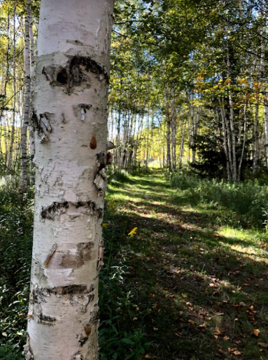 Did you know our school forest has over 2 miles of nature trails? Join us for our School Forest Open House this Saturday! We will be hosting a ribbon cutting ceremony and community trail walk. #TigerPride