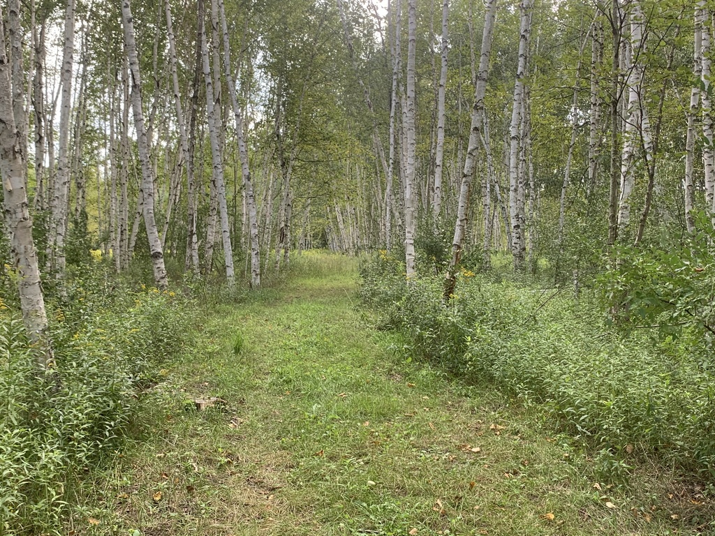We can’t wait to see everyone today for the official opening of our School Forest! Join us today at 9am for our ribbon cutting ceremony and a community nature walk. #TigerPride